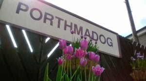 Porthmadog Station Sign and Tulips