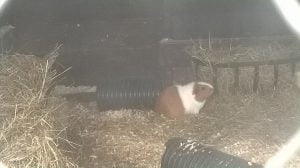 Guinea Pigs at Gypsy Wood Park