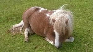 [GWP] Shetland Pony