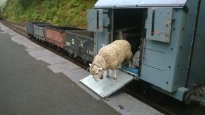 Sheep at Abergyolwyn