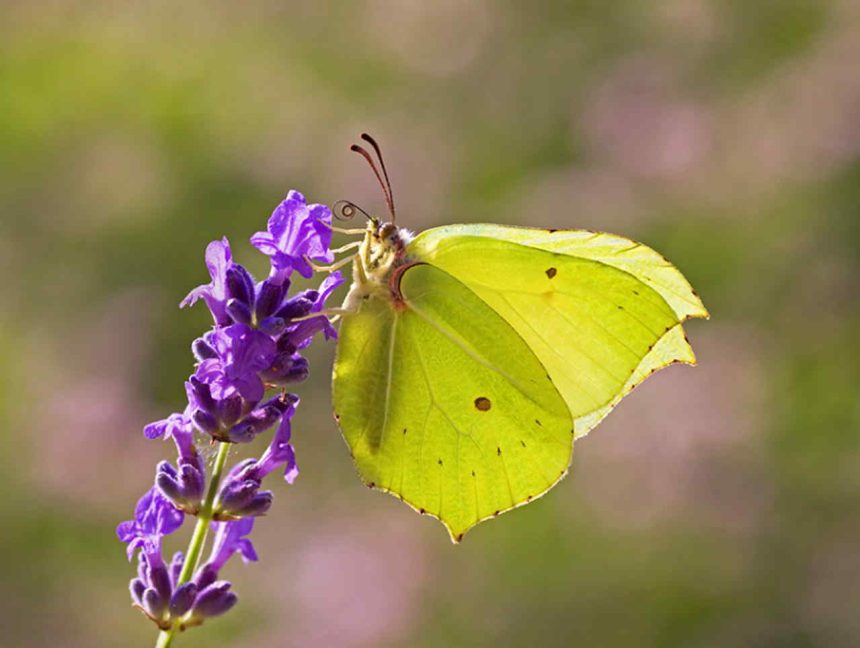 credit_matt_berry_-_butterfly_conservation_trust