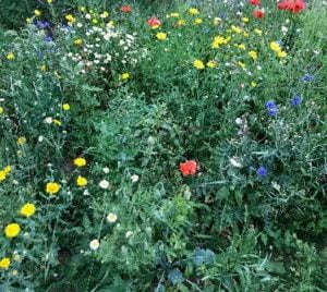 Wildflowers at Salhouse Station in Norfolk
