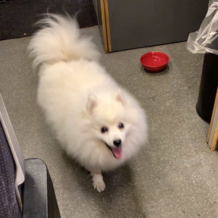 Luka, a Japanese Spitz dog, is rescued in Derbyshire by train
