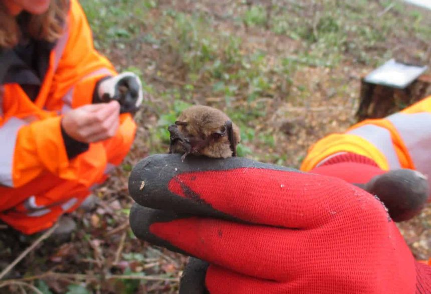 Pipistrelle bats. Just one of the species which we hope will use the bat boxes that hve been installed along the Leven line