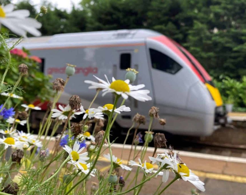 new train and daisies brundall gardens