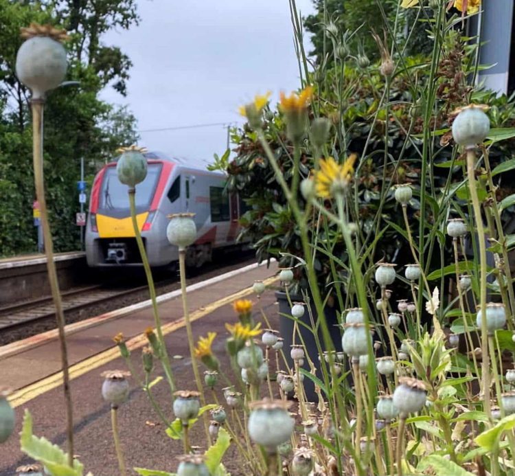 new train and poppy seed heads brundall gardens