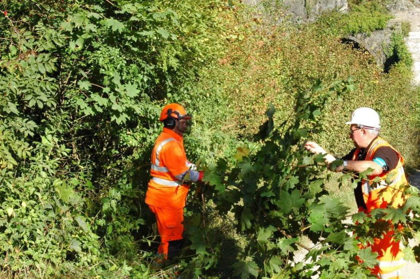 Engineers helped clear overgrown vegetation