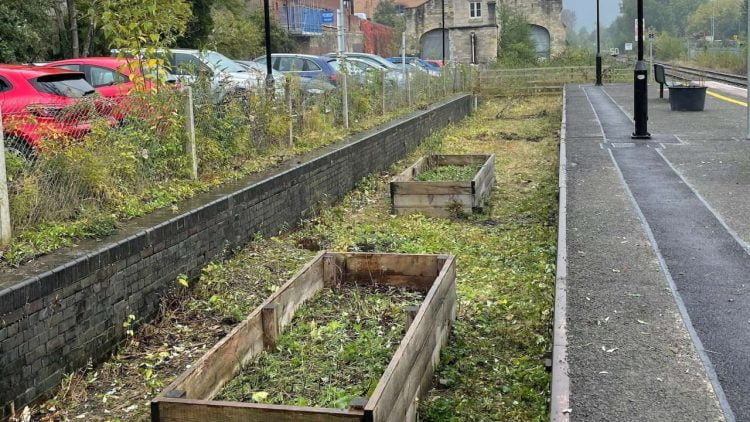 Cleared vegetation at Stroud station