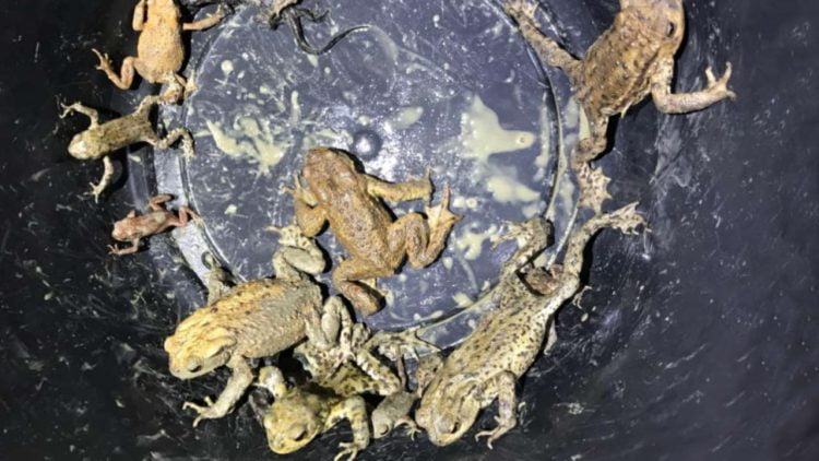 Common toads and great crested newts