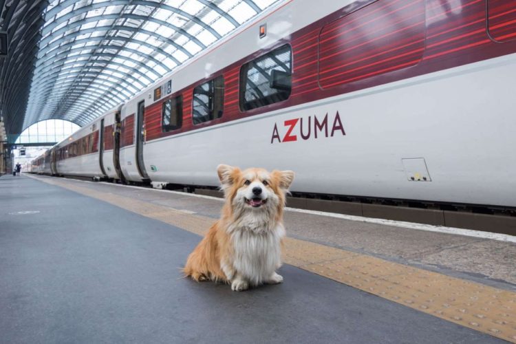 A dog in front of an Azuma train