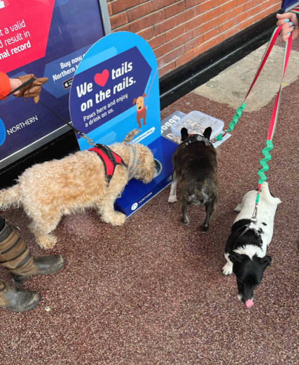 Northerns new doggy watering stations in action