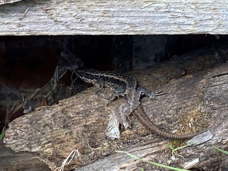 A common lizard spotted basking on a woodpile at Saxmundham station recently