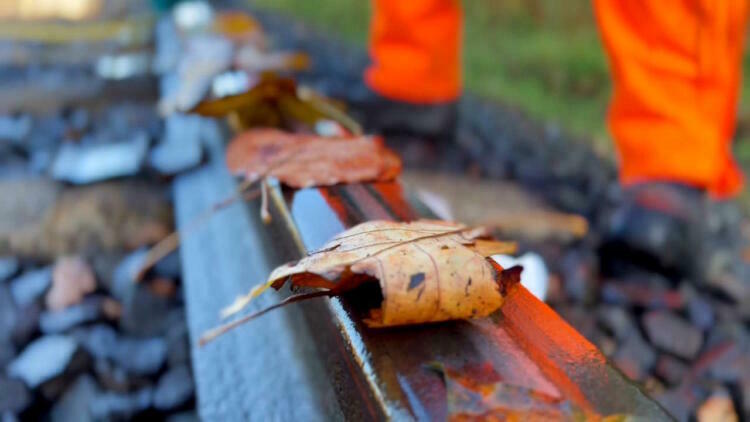 Close up shot of leaf placed on line during autumn test