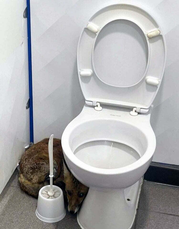 Fox found in Euston station toilet cubicle
