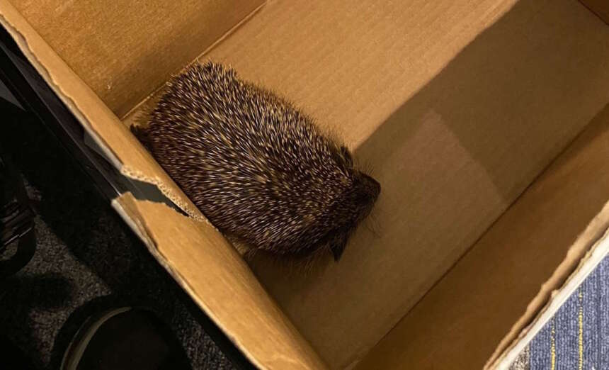 Hedgehog found on train