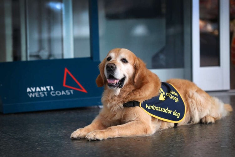 Charity Guide Dog. // Credit: Avanti West Coast 