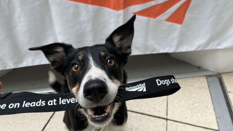 Cassie the dog with her new Network Rail branded dog lead // Credit: Network Rail